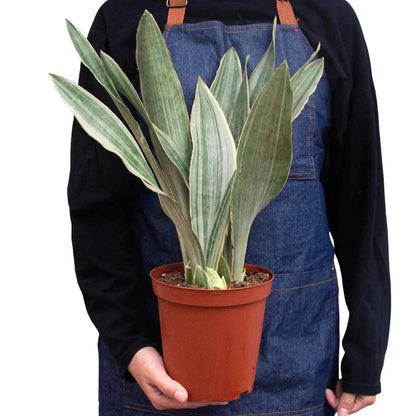 Snake Plant Sayuri Variegated Indoor Plant