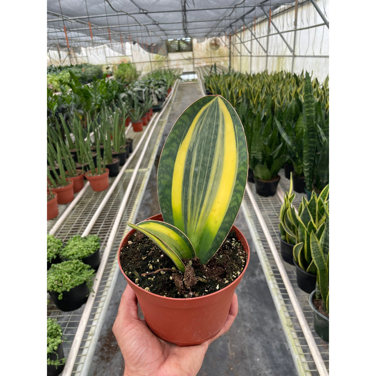 Variegated Shark Fin Snake Plant in pot with green and yellow leaves House Plant Shop on Tampa Home & Garden Store