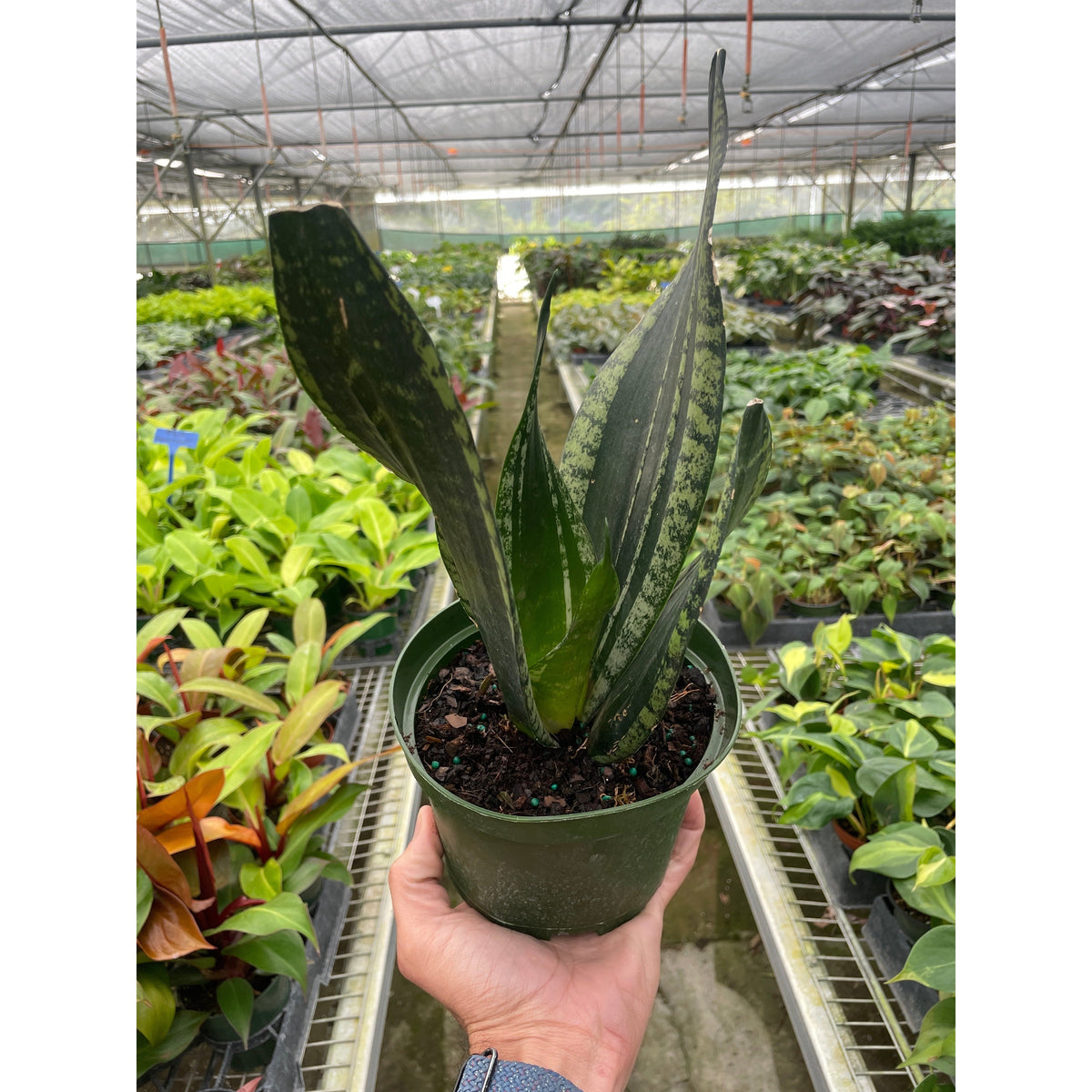 Snake Plant Whitney in a pot with variegated green leaves indoor potted plant on Tampa Home & Garden Store
