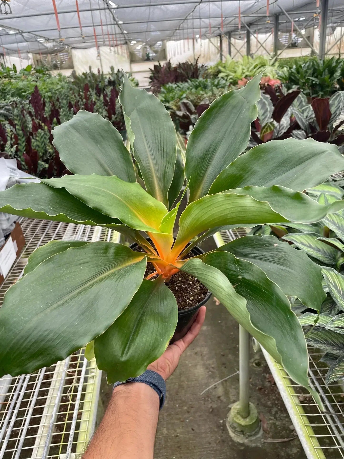 - image on Tampa Home & Garden Store