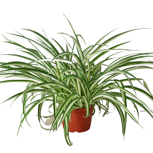 Spider Plant Reverse in 6-inch nursery pot with green-cream variegated leaves in a red pot on Tampa Home & Garden Store