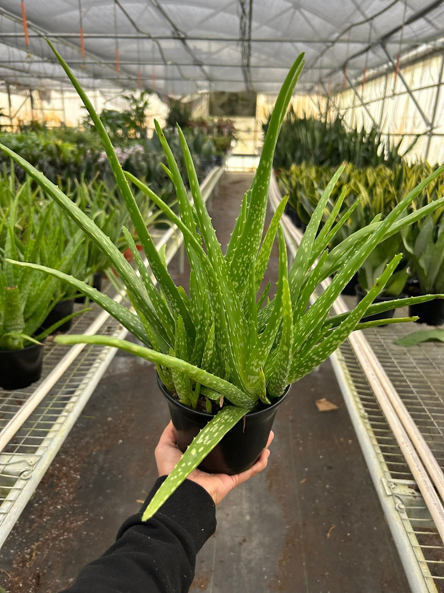 Aloe vera plant in a black pot with green leaves and white spots Rooted Treasures Farms on Tampa Home & Garden Store