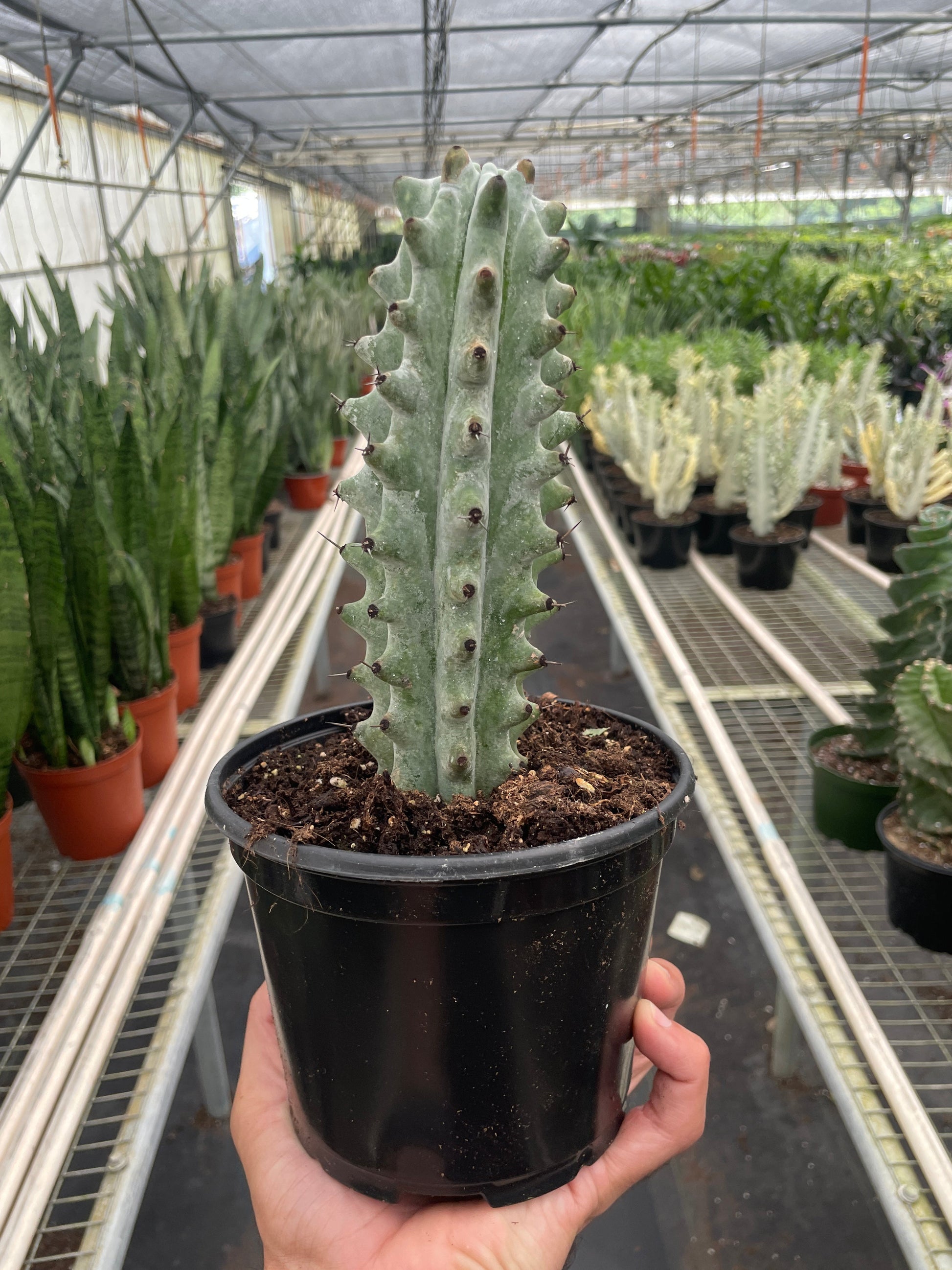 Succulent Ghost White Boobie cactus in black pot with pale ribbed stem and tiny spines on Tampa Home & Garden Store