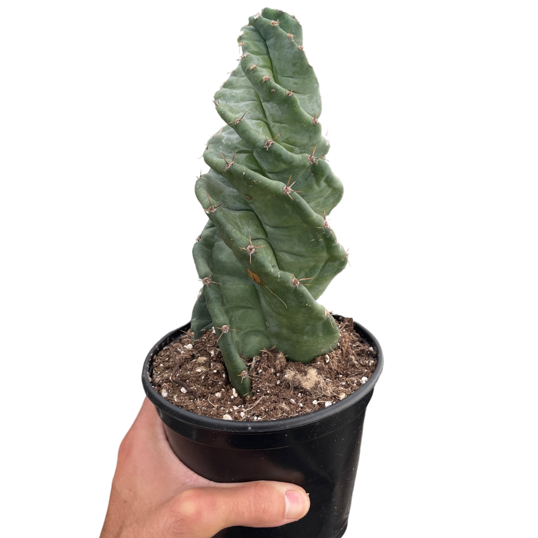 Spiral Cactus Cereus Forbesii Spiralis Plant
