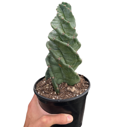 Spiral Cactus Cereus Forbesii Spiralis Plant