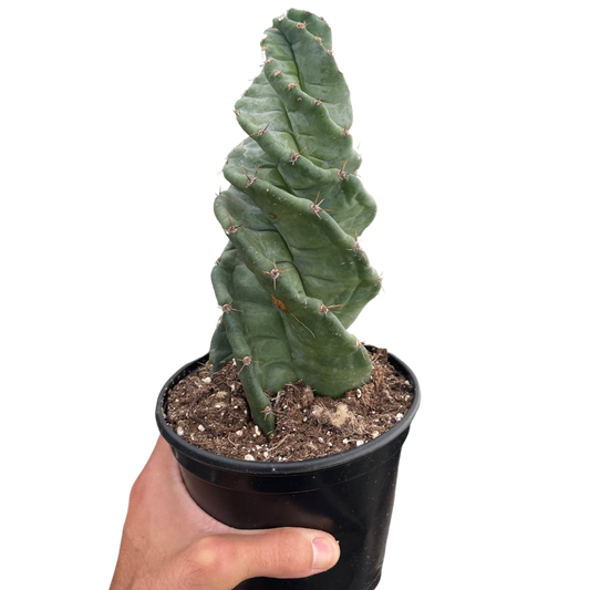 Cereus forbesii Spiralis cactus, green twisted stem in a black pot, plant by House Plant Shop on Tampa Home & Garden Store