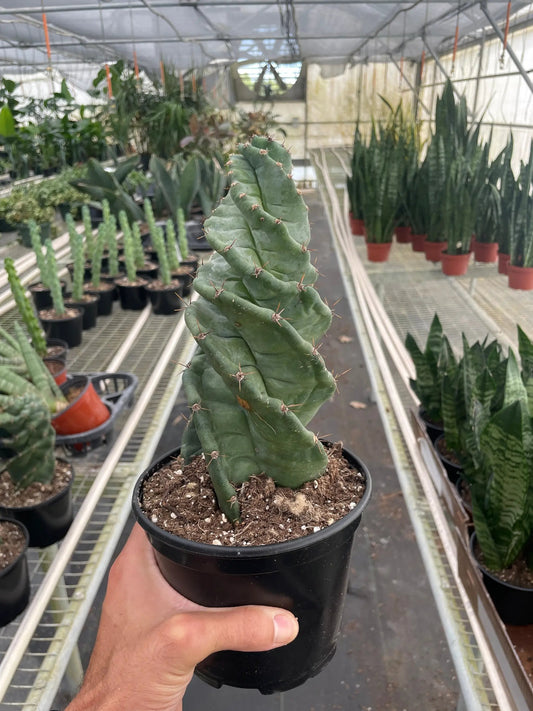 Cereus forbesii Spiralis spiral cactus, green twisted stem with tiny spines in a black pot on Tampa Home & Garden Store