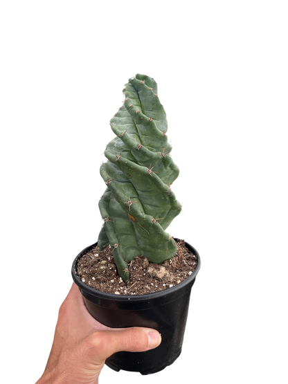 Spiral Cactus Cereus Forbesii Spiralis Plant