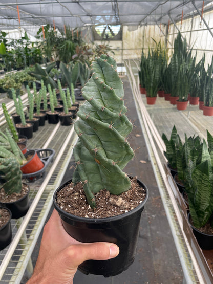 Cereus forbesii Spiralis indoor plant in a black pot with twisted green stem and spines House Plant Shop on Tampa Home & Garden Store