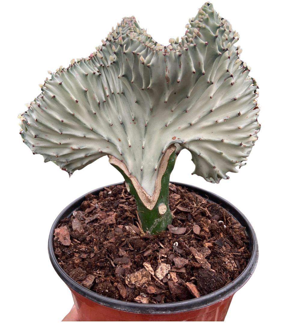 - image on Tampa Home & Garden Store