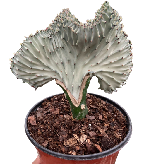 - image on Tampa Home & Garden Store