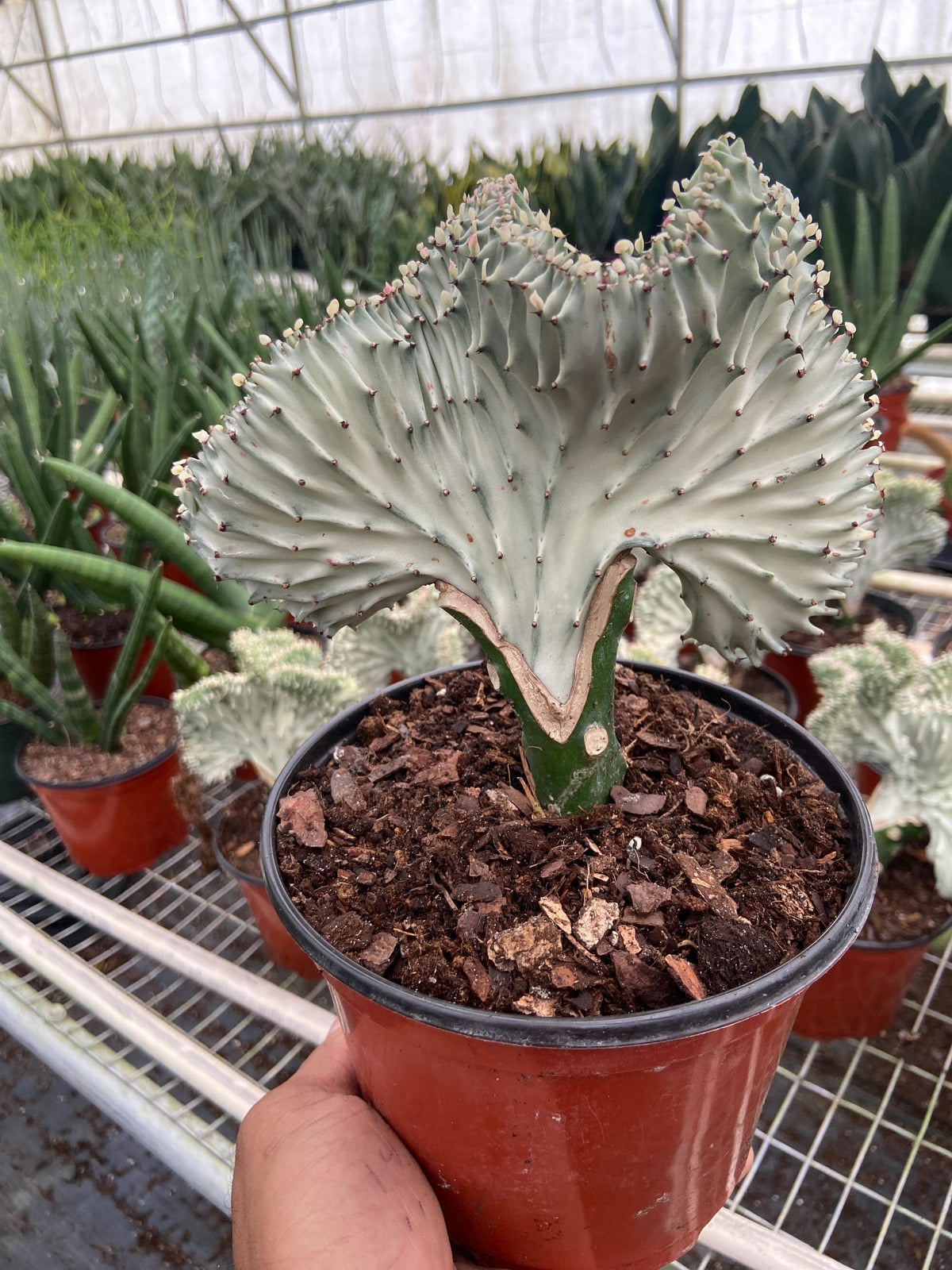 Succulent Euphorbia Lactea Ghost in a pot, pale blue-gray fan crest with tiny spines House Plant Shop on Tampa Home & Garden Store