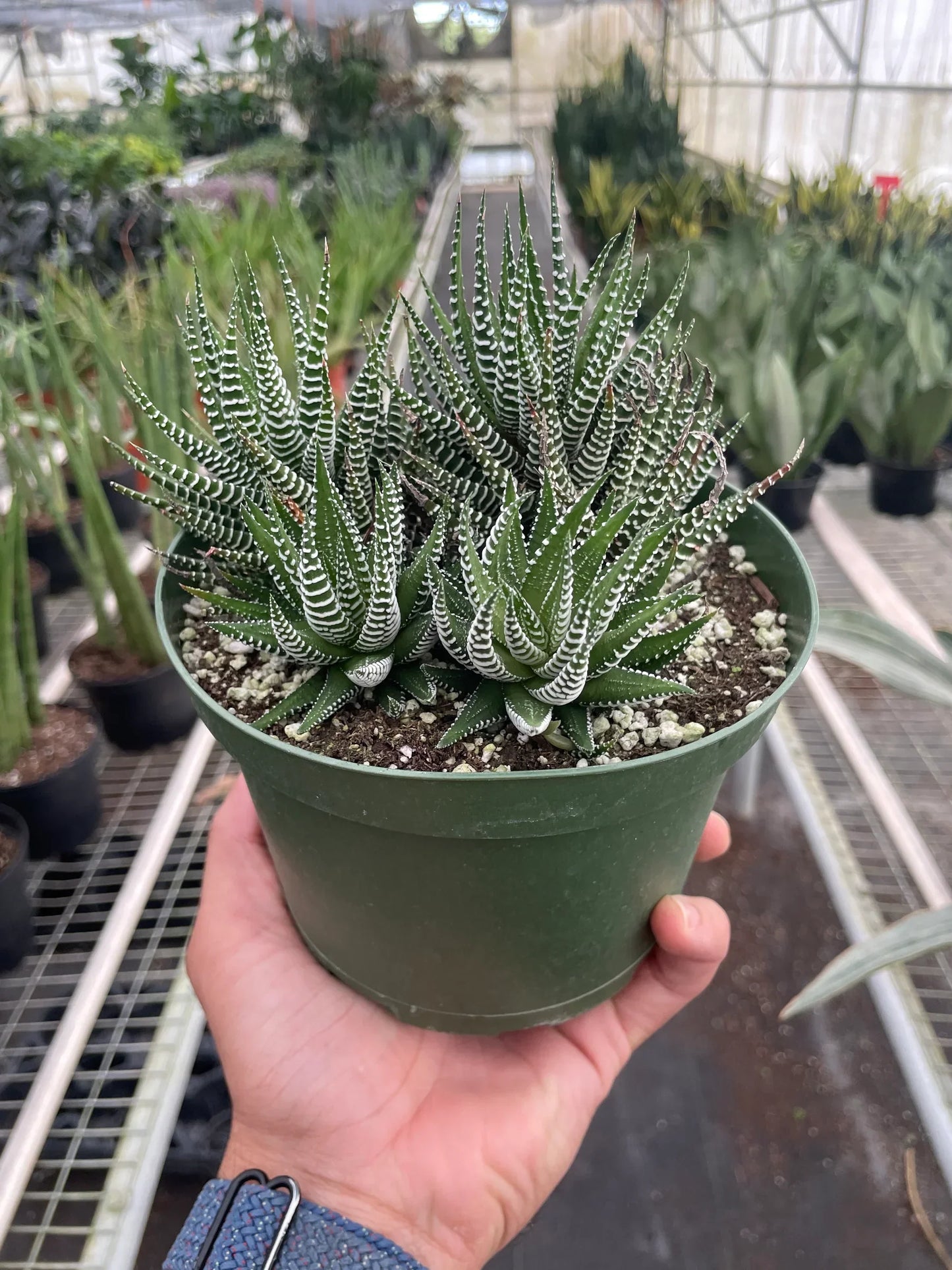 Zebra succulent with white-striped, spiky leaves in a green pot, hand-held on Tampa Home & Garden Store
