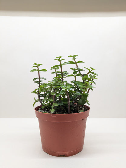 Succulent Elephant Bush with green leaves on stems in terracotta pot Rooted Treasures Farms on Tampa Home & Garden Store