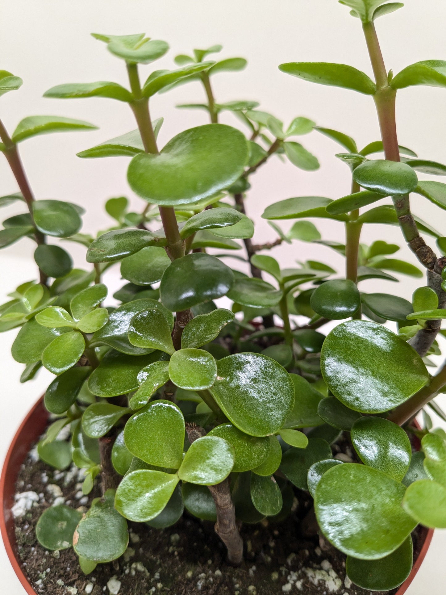 Elephant Bush succulent with glossy rounded leaves on brown woody stems Rooted Treasures Farms on Tampa Home & Garden Store