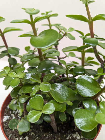Elephant Bush succulent with glossy rounded leaves on brown woody stems Rooted Treasures Farms on Tampa Home & Garden Store