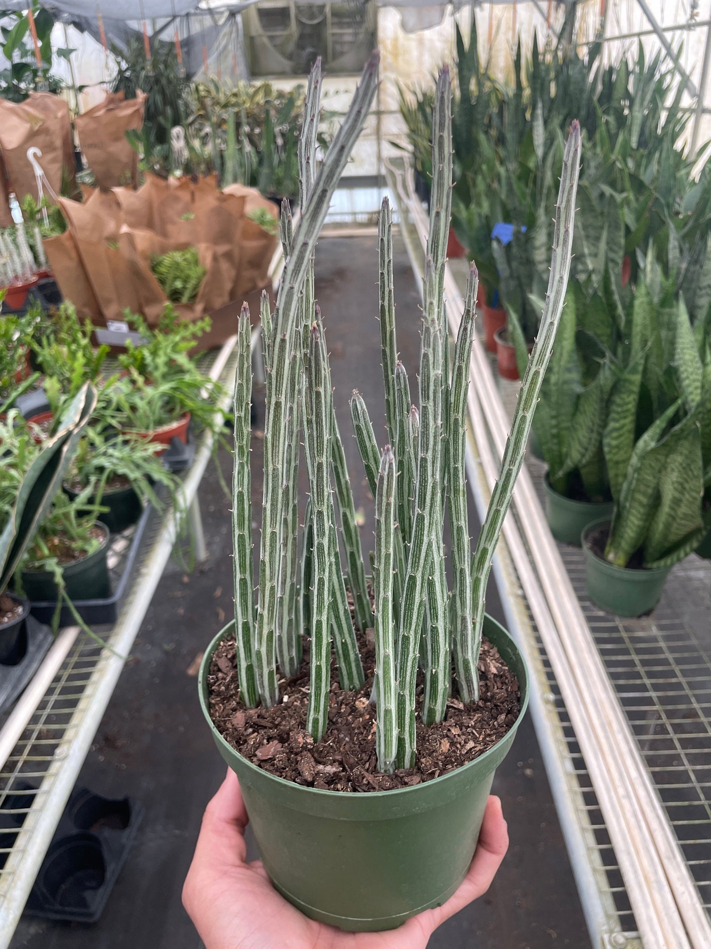 Senecio Stapeliiformis Pickle Plant 4in plant with grey-green stems and spines in green pot on Tampa Home & Garden Store