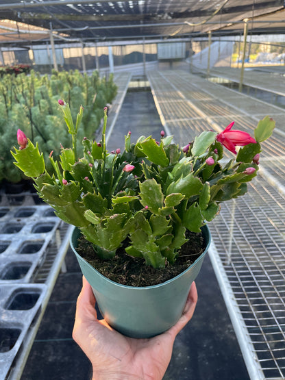 Zygocactus Christmas Cactus in bloom with pink buds, green scalloped leaves in a teal pot on Tampa Home & Garden Store
