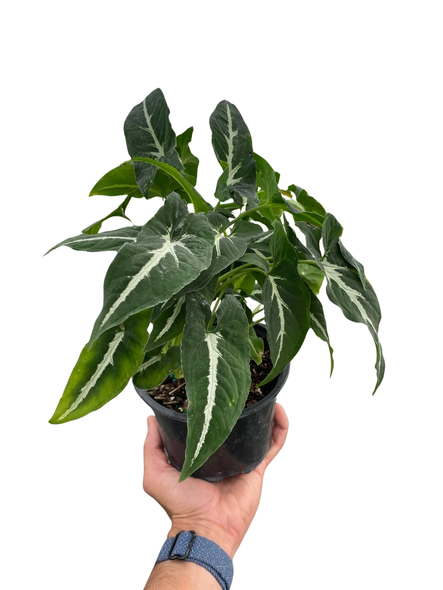 Syngonium wendlandii 'Black Velvet' indoor plant with variegated green leaves and white veins in a black pot on Tampa Home & Garden Store