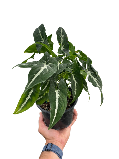 Syngonium wendlandii 'Black Velvet' indoor plant with variegated green leaves and white veins in a black pot on Tampa Home & Garden Store