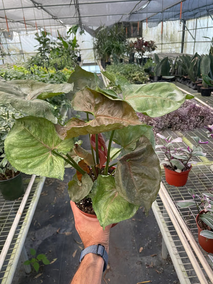 Syngonium Merry 4-inch plant, green leaves with pinkish stems, Rooted Treasures Farms on Tampa Home & Garden Store