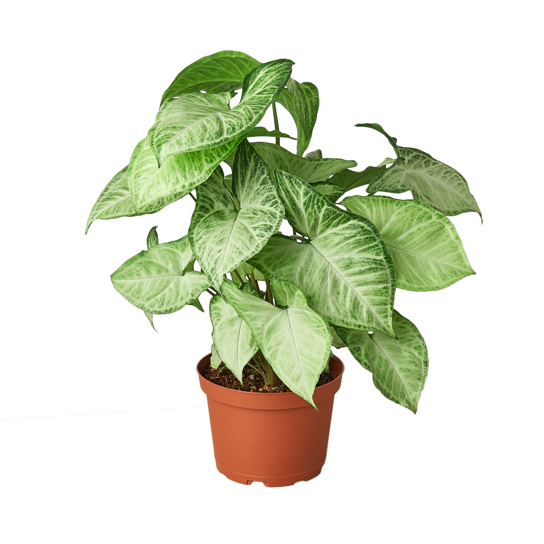 Syngonium White Butterfly plant with green and white leaves in a pot Rooted Treasures Farms on Tampa Home & Garden Store