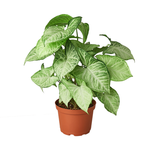 Syngonium White Butterfly plant with green and white leaves in a pot Rooted Treasures Farms on Tampa Home & Garden Store