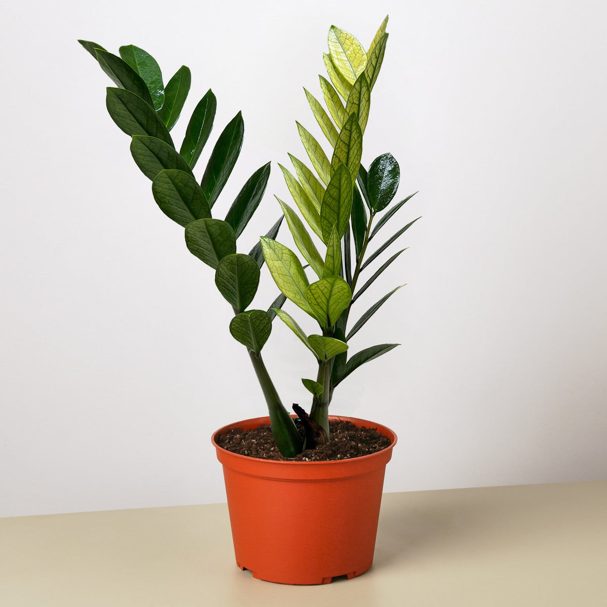 Zamioculcas Chameleon ZZ plant with variegated yellow-green leaves in orange pot on Tampa Home & Garden Store