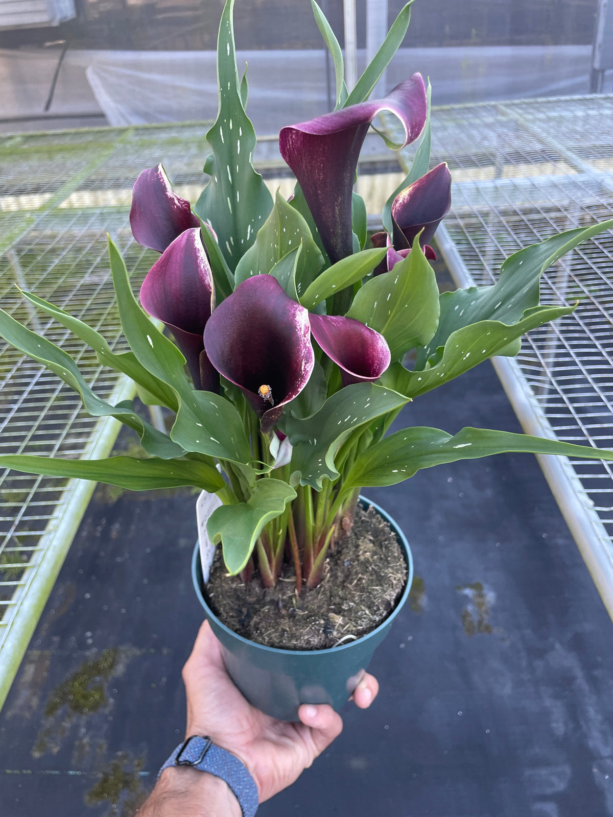 Calla Lily 6in plant 2-pack with purple blooms and speckled green leaves in pot on Tampa Home & Garden Store