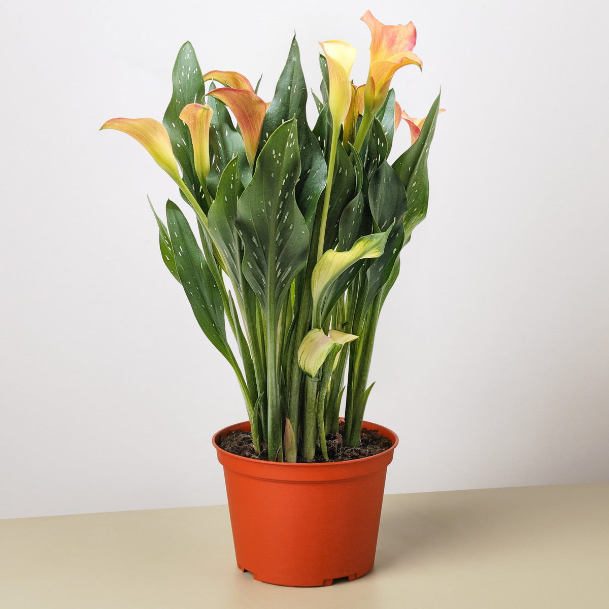 Calla Lily 6in plant pair (2pk) in orange pot with tall leaves and orange blooms on Tampa Home & Garden Store