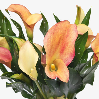 Calla Lily 6 inch plant, peach-orange blooms with green leaves, 2-pack, House Plant Shop on Tampa Home & Garden Store