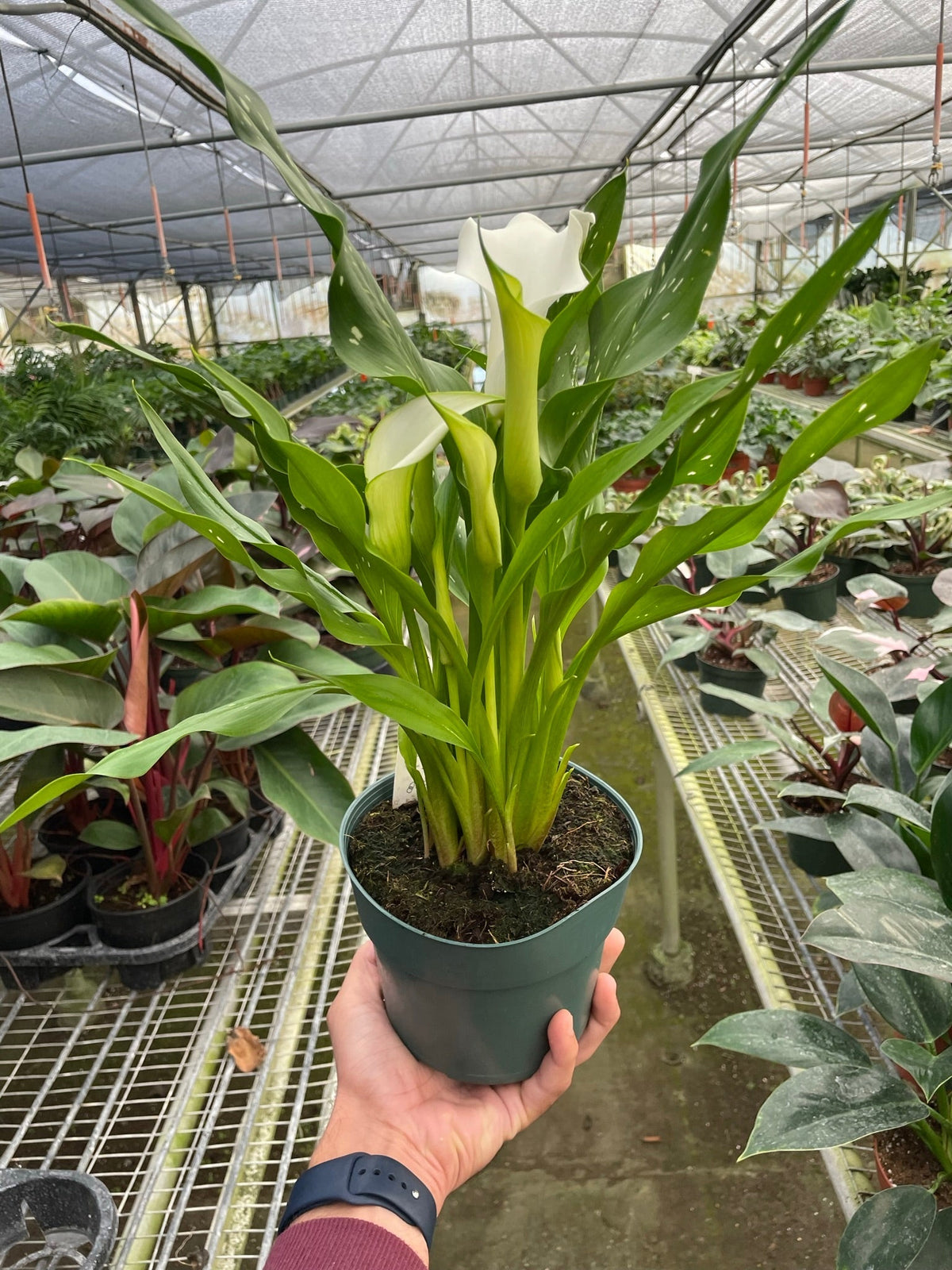 Calla Lily 6-inch plant with white bloom and green leaves in pot from House Plant Shop on Tampa Home & Garden Store