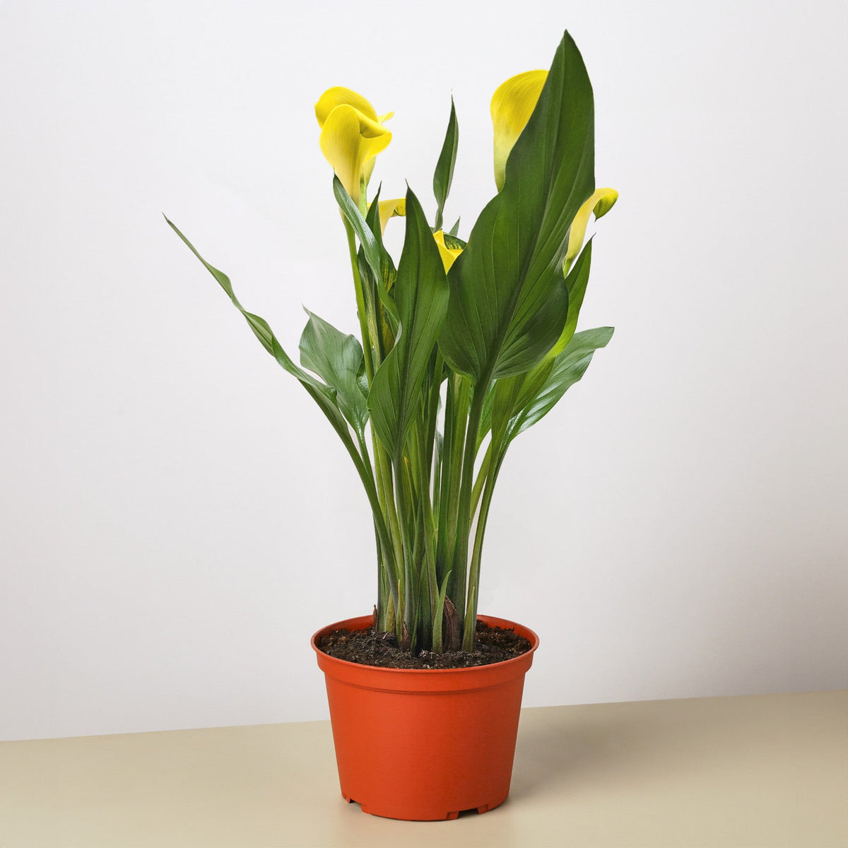 Calla Lily 6in plant with yellow blooms and green leaves in orange pot 2-pack House Plant Shop on Tampa Home & Garden Store