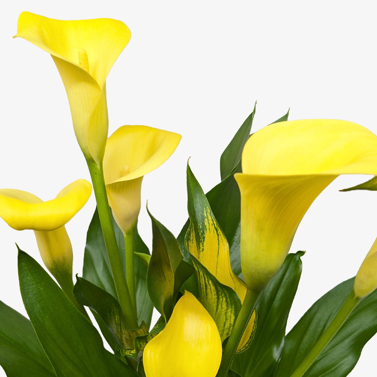 Calla Lily 6in Plant 2pk yellow blooms with green foliage House Plant Shop on Tampa Home & Garden Store
