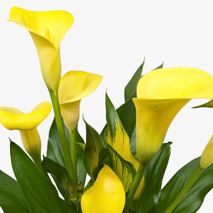 Calla Lily 6in Plant 2pk yellow blooms with green foliage House Plant Shop on Tampa Home & Garden Store