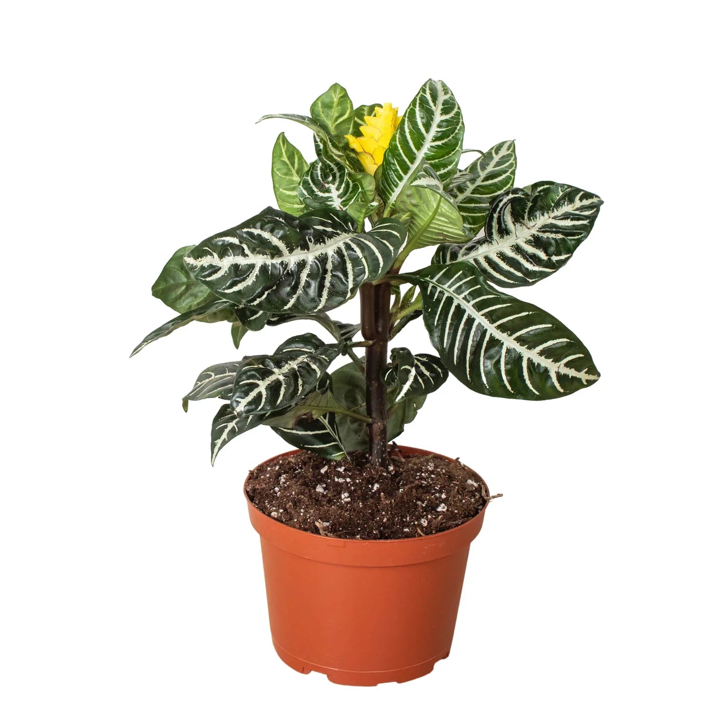 Zebra Aphelandra indoor plant with green leaves and a yellow bloom in a terracotta pot on Tampa Home & Garden Store