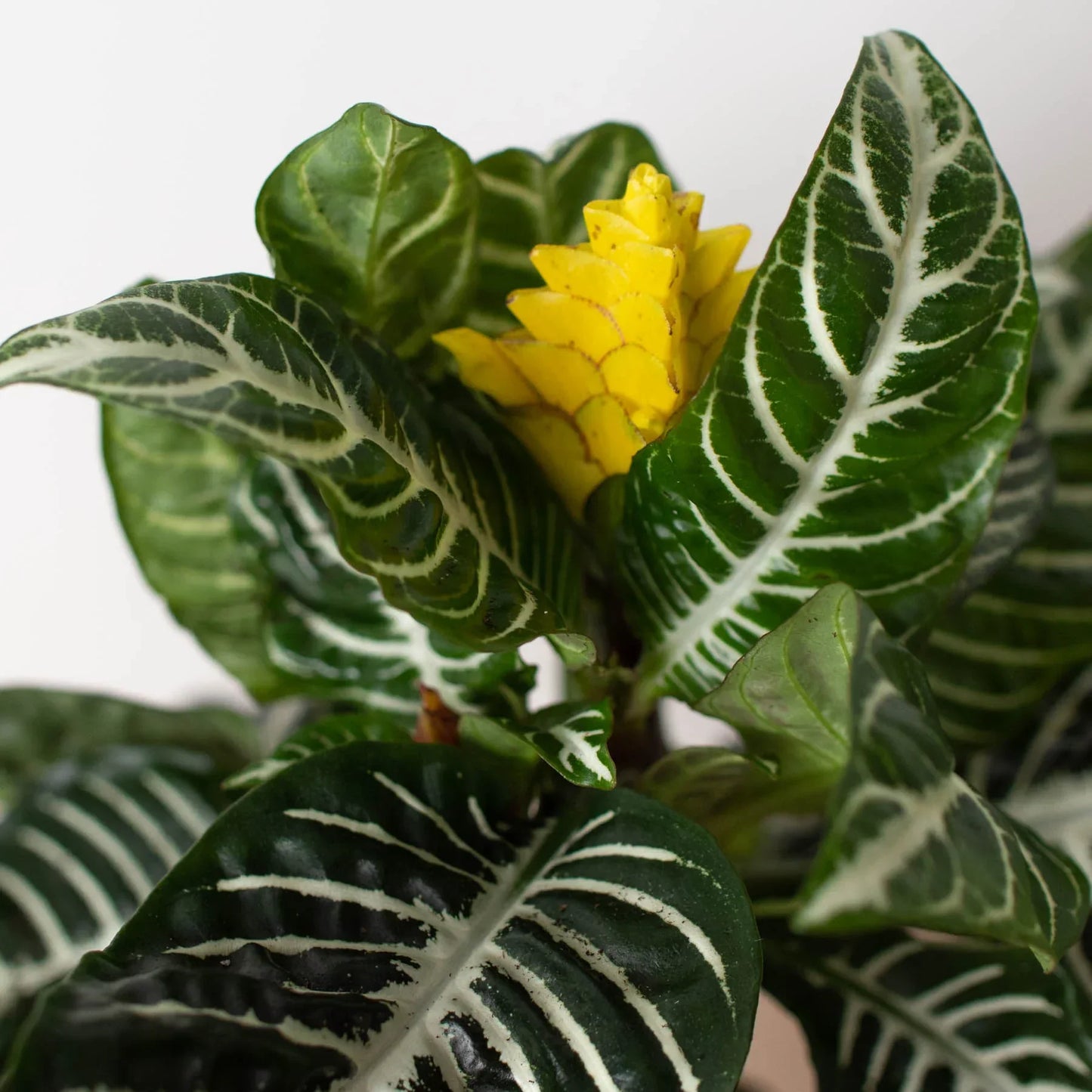Zebra Aphelandra indoor plant with dark green leaves and white veins, yellow bloom on Tampa Home & Garden Store