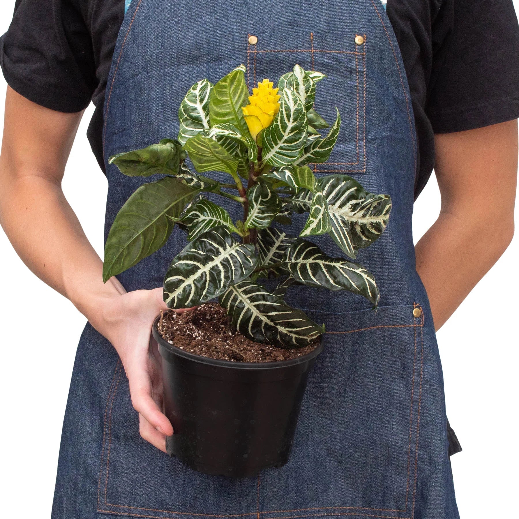 Zebra Aphelandra indoor plant with variegated leaves and veins, yellow bloom in a black pot on Tampa Home & Garden Store