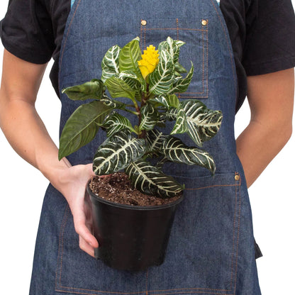 Zebra Aphelandra indoor plant with variegated leaves and veins, yellow bloom in a black pot on Tampa Home & Garden Store