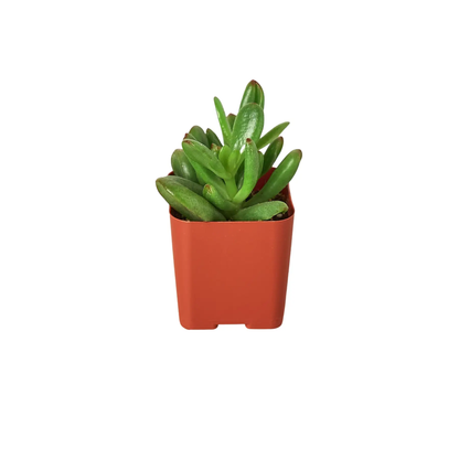 3 Inch Tropical Plant Variety Bundle Indoors
