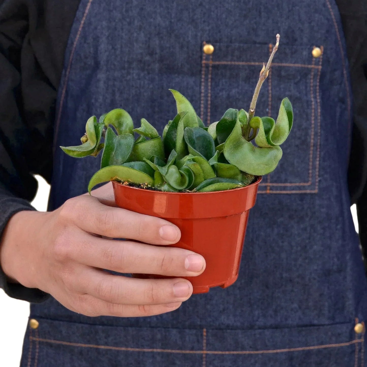 Hoya Rope Plant in a red 4-inch pot with curled waxy green leaves Rooted Treasures Farms on Tampa Home & Garden Store