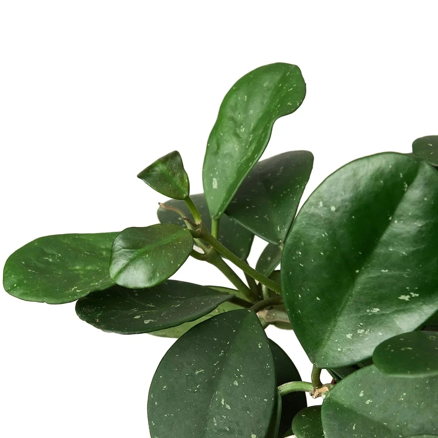 Hoya Obovata 4-inch plant with round glossy dark green leaves and light speckles on Tampa Home & Garden Store