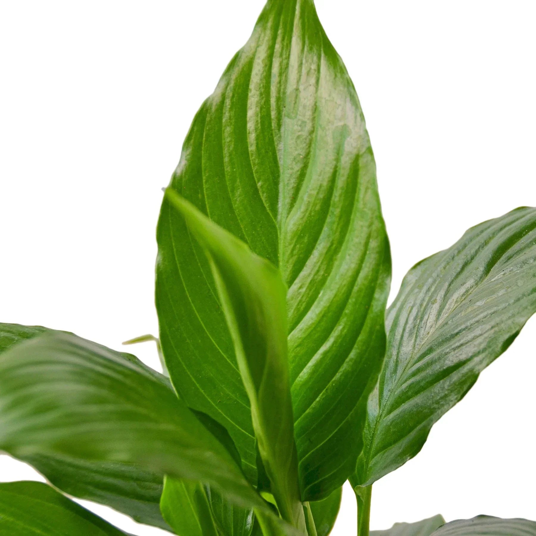 Spathiphyllum Peace Lily plant with glossy green leaves from Rooted Treasures Farms on Tampa Home & Garden Store