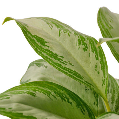 Chinese Evergreen Silver Bay indoor plant with variegated green leaves Rooted Treasures on Tampa Home & Garden Store