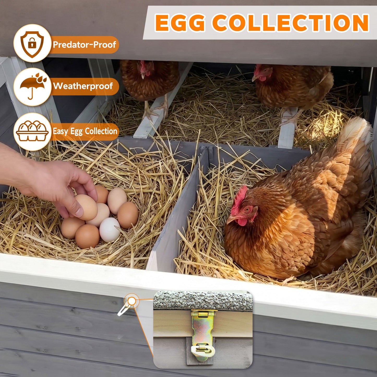 150-inch extra large wooden chicken coop with straw bedding, eggs, and brown hens inside on Tampa Home & Garden Store