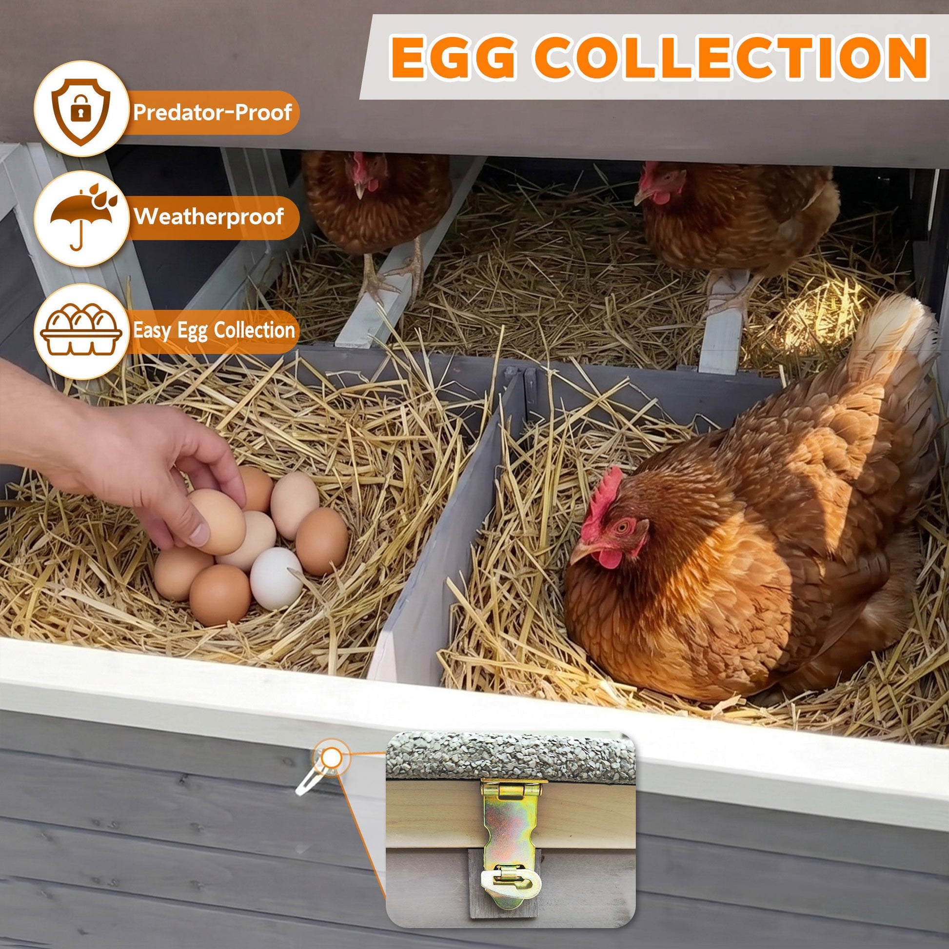 150-inch extra large wooden chicken coop with straw bedding, eggs, and brown hens inside on Tampa Home & Garden Store
