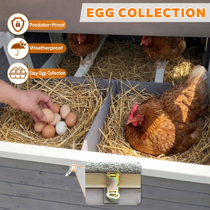 150-inch extra large wooden chicken coop with straw bedding, eggs, and brown hens inside on Tampa Home & Garden Store