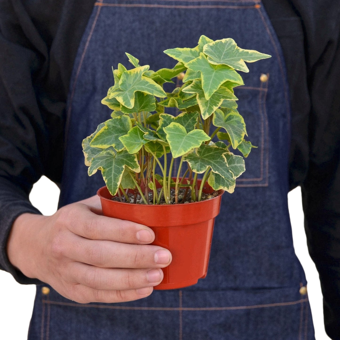 English Ivy Gold Child plant with variegated green leaves and yellow margins in orange pot on Tampa Home & Garden Store