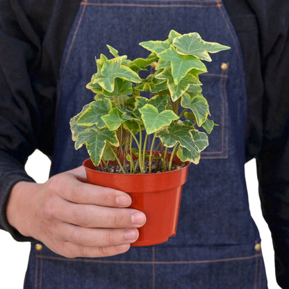 English Ivy Gold Child plant with variegated green leaves and yellow margins in orange pot on Tampa Home & Garden Store