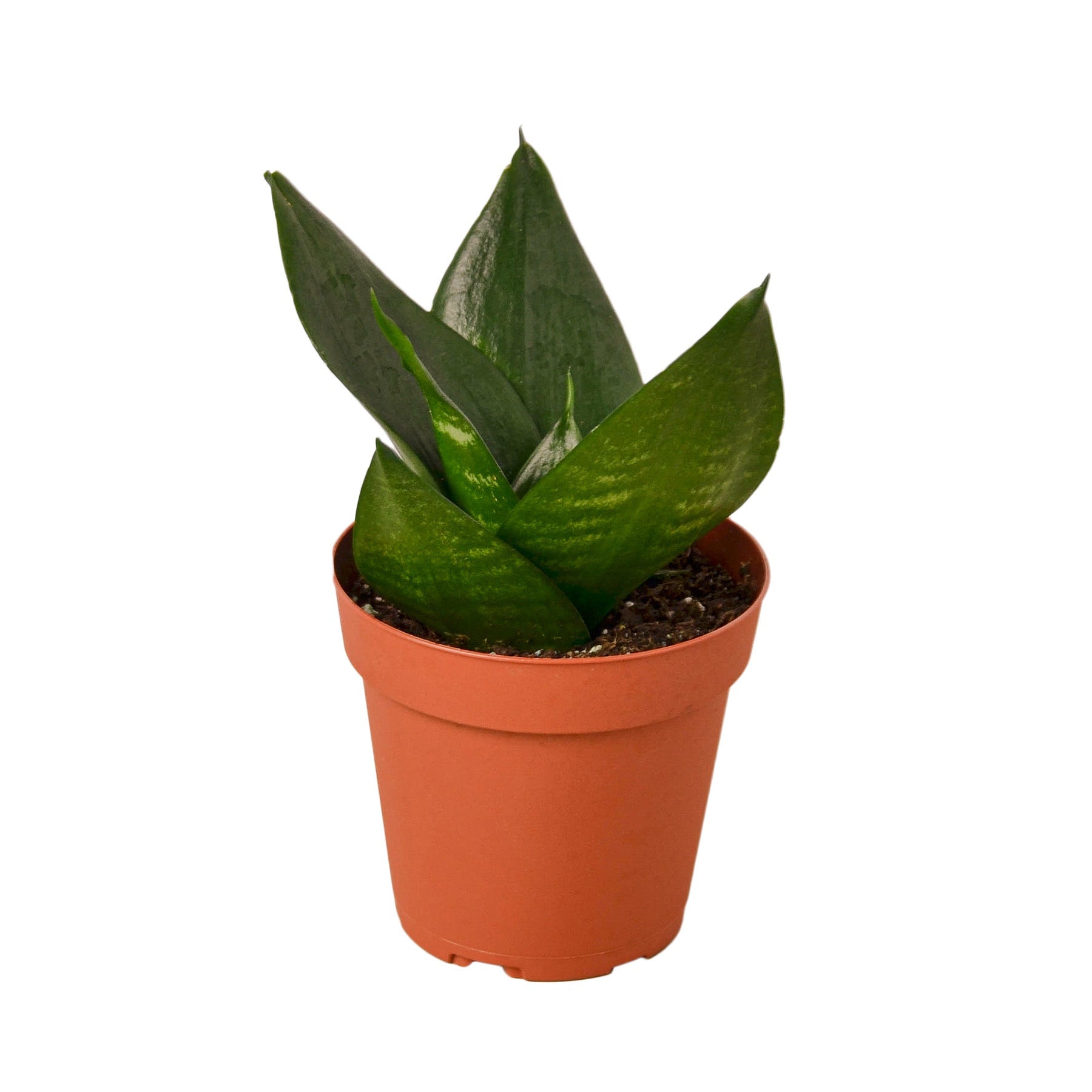 Snake Plant Jade indoor plant with green leaves in terracotta pot Rooted Treasures Farms on Tampa Home & Garden Store